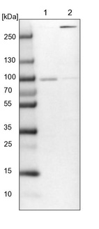 Lane 1: NIH-3T3 cell lysate (Mouse embryonic fibroblast cells)_br/_Lane 2: NBT-II cell lysate (Rat Wistar bladder tumour cells)