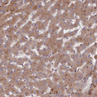 Anti-TRAPPC2L Antibody