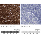 Anti-PLLP Antibody