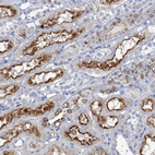 Immunohistochemical staining of human kidney shows strong membranous positivity in cells in proximal tubules.