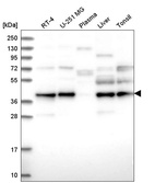 Anti-UBL7 Antibody