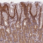 Anti-CHD9 Antibody