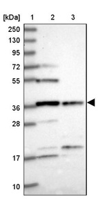 Anti-FAM118B Antibody