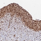 Anti-SUMO2 Antibody