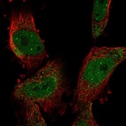 Anti-SUMO2 Antibody