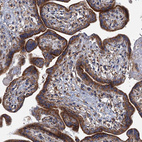 Immunohistochemical staining of human placenta shows strong cytoplasmic granular positivity in trophoblastic cells.