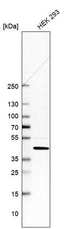 Western blot analysis in human cell line HEK 293.