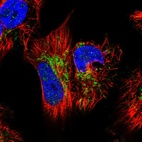 Immunofluorescent staining of human cell line U-251 MG shows localization to mitochondria.