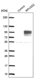 Anti-RPUSD2 Antibody