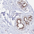 Anti-CFAP45 Antibody