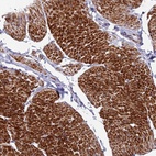 Anti-FAM178B Antibody