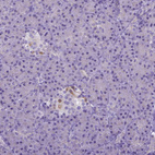 Anti-BANF2 Antibody