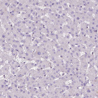 Anti-BANF2 Antibody