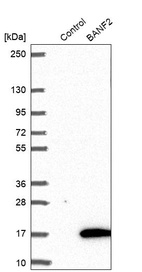 Anti-BANF2 Antibody