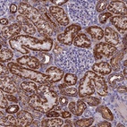 Anti-NDUFB9 Antibody