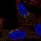 Anti-FUT7 Antibody