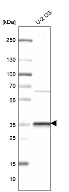 Anti-CMSS1 Antibody