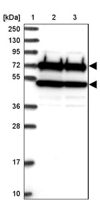 Lane 1: Marker [kDa] 250, 130, 95, 72, 55, 36, 28, 17, 10_br/_Lane 2: Human cell line RT-4_br/_Lane 3: Human cell line U-251MG sp