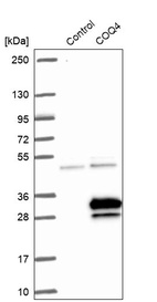 Anti-COQ4 Antibody