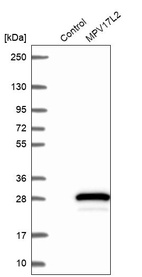 Anti-MPV17L2 Antibody