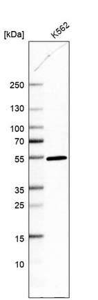 Anti-DDI2 Antibody