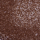 Anti-INO80E Antibody