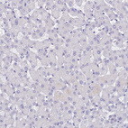 Anti-UPK2 Antibody