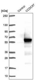 Anti-CCDC97 Antibody