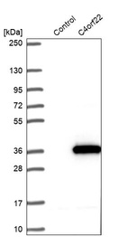 Anti-C4orf22 Antibody