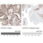 Anti-KCTD13 Antibody