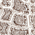 Anti-KCTD13 Antibody