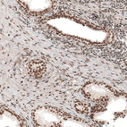 Anti-KCTD13 Antibody