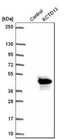 Anti-KCTD13 Antibody