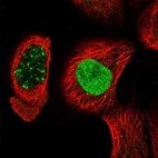 Anti-KCTD13 Antibody