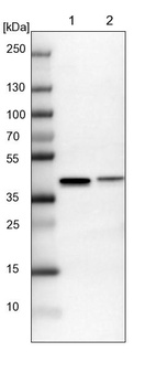 Anti-SAE1 Antibody