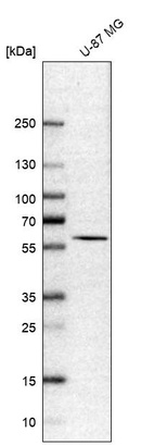 Western blot analysis in human cell line U-87 MG.