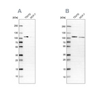 Anti-OSBP Antibody