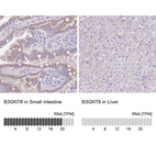 Anti-B3GNT8 Antibody