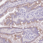 Immunohistochemical staining of human small intestine shows high expression.