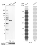 Anti-LPXN Antibody