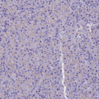 Anti-PTPRCAP Antibody