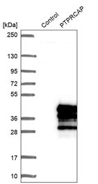 Anti-PTPRCAP Antibody