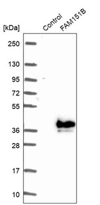 Anti-FAM151B Antibody