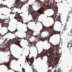 Anti-CCDC183 Antibody