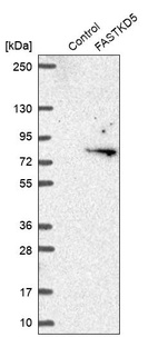 Western blot analysis in control (vector only transfected HEK293T lysate) and FASTKD5 over-expression lysate (Co-expressed with a C-terminal myc-DDK tag (~3.1 kDa) in mammalian HEK293T cells, LY411908).