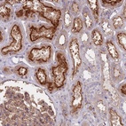 Anti-APPL2 Antibody