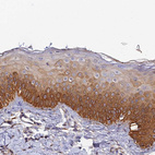 Anti-SLC39A13 Antibody