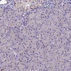 Anti-SLC39A13 Antibody