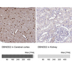 Anti-DBNDD2 Antibody