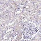 Anti-DBNDD2 Antibody